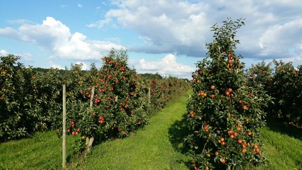 Fototapeta na wymiar Apfelplantage Altes Land Apfelanbau