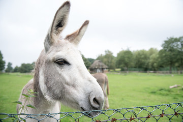 White , gray donkey in a pasture