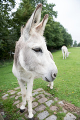 Naklejka na ściany i meble White , gray donkey in a pasture