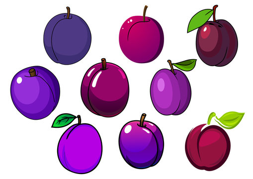 Fresh isolated purple and violet plum fruits