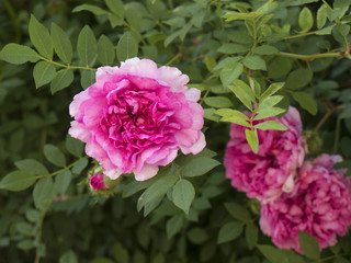 Peony  flowerin Historic Jamestown on the James River where the earliest European settlers established their first colony in Virginia USA