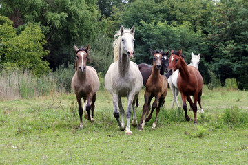 Group of arabian horses galloping on beautiful natural environme