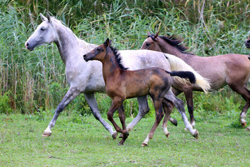 Herd of arabian purebred horses running through the meadow summertime