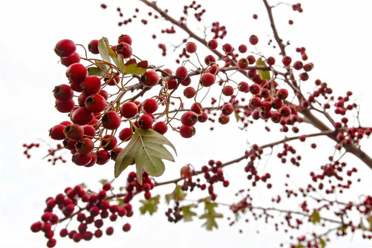 Azarole red berries