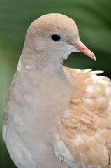 Pretty brown dove