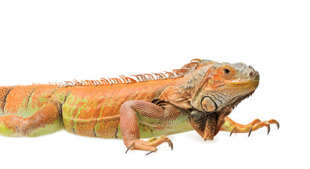 Orange green iguana isolated on white background