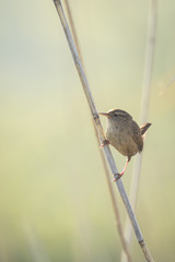 Eurasian Wren (Troglodytes troglodytes) mating