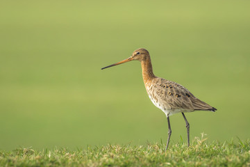 Graceful Godwit walking a field