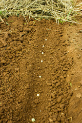 Seeds into the Soil