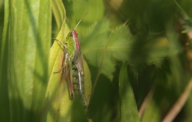 Female meadow grasshopper (Chortippus parallelus) sitting on a leaf