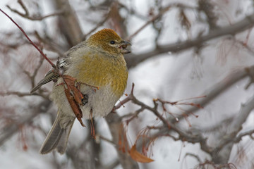 Female Pine Grosbeak with Crabapples