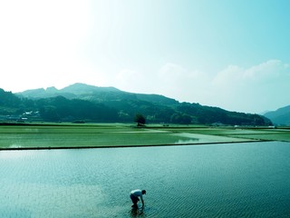 田んぼ