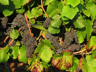 Weinanbau / Wein / Weinstock / Trauben Hintergrund