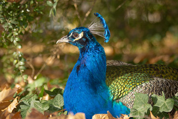 Profile of a peacock