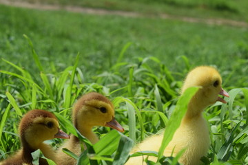 Ducklings of a musky duck