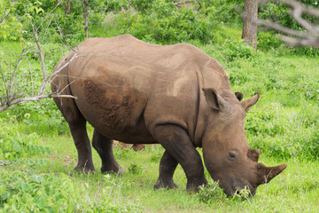 Obraz premium White Rhino grazing on grass in Mosi-oa Tunya Nation Park, Zambia, Africa