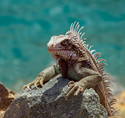 Iguana