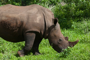 Naklejka premium White Rhino grazing on grass in Mosi-oa Tunya Nation Park, Zambia, Africa