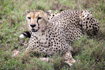 Naklejka na ściany i meble Cheetah eating its meal in Serengeti National park, Tanzania, Africa