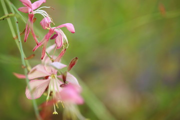 Pink Focused Flowers