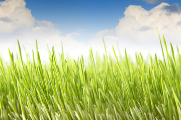 Fototapeta premium Wheat field against the blue sky