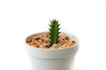 Cactus in the white planter