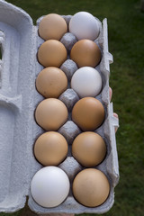 Organic Farm Fresh Mixed Colored Eggs