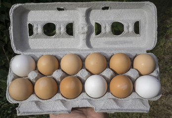 Mixed Colored Organic Eggs In Recycled Egg Carton