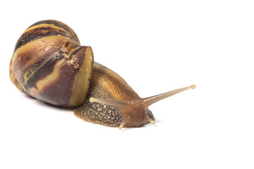 Snail isolated on white background
