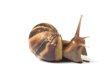 Snail isolated on white background
