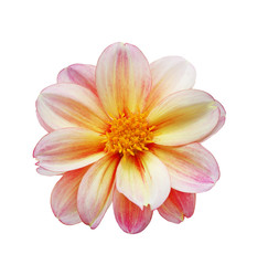 Fototapeta na wymiar Dahlia Flower