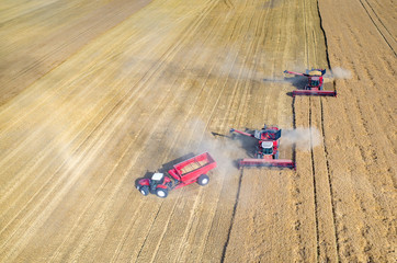 Fototapeta premium Combines and tractors working on the wheat field