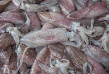 fresh squid on the market