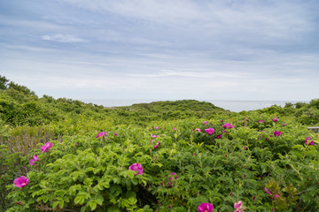 Obraz premium Green bushes, pink flowers and ocean