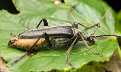 Female Stenocorus meridianus on leaf