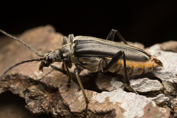 Female Stenocorus meridianus on wood