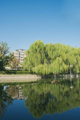 Cityscape of bottle brush trees near lake in park with building