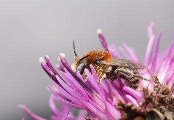 Trachusa byssina on thistle