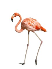 Cuban Flamingo