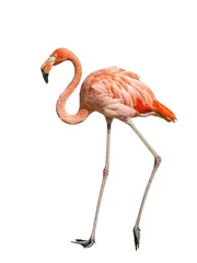 Gartenposter Flamingo Kubanischer Flamingo