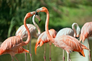Cuban Flamingo