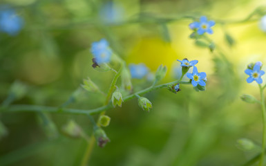 Forget-me-not photographed with shallow depth of field