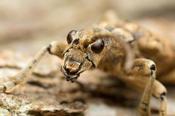 Rhagium sycophanta with missing antenna on wood