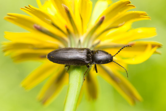 Click beetle, Elateridae on flower