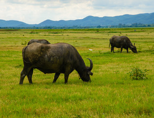 Obraz premium Buffalo eat