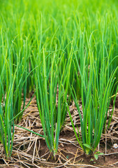 Fototapeta premium onion