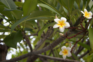 Fototapeta premium Plumeria (Frangipani)