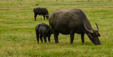 Buffalo