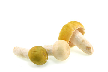 Mushrooms in natural on white background. for design.