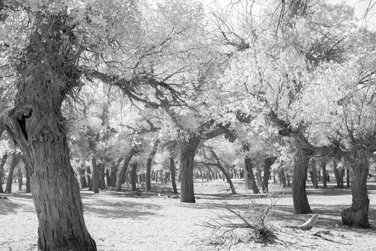 Forest in black and white image in inner mongolia